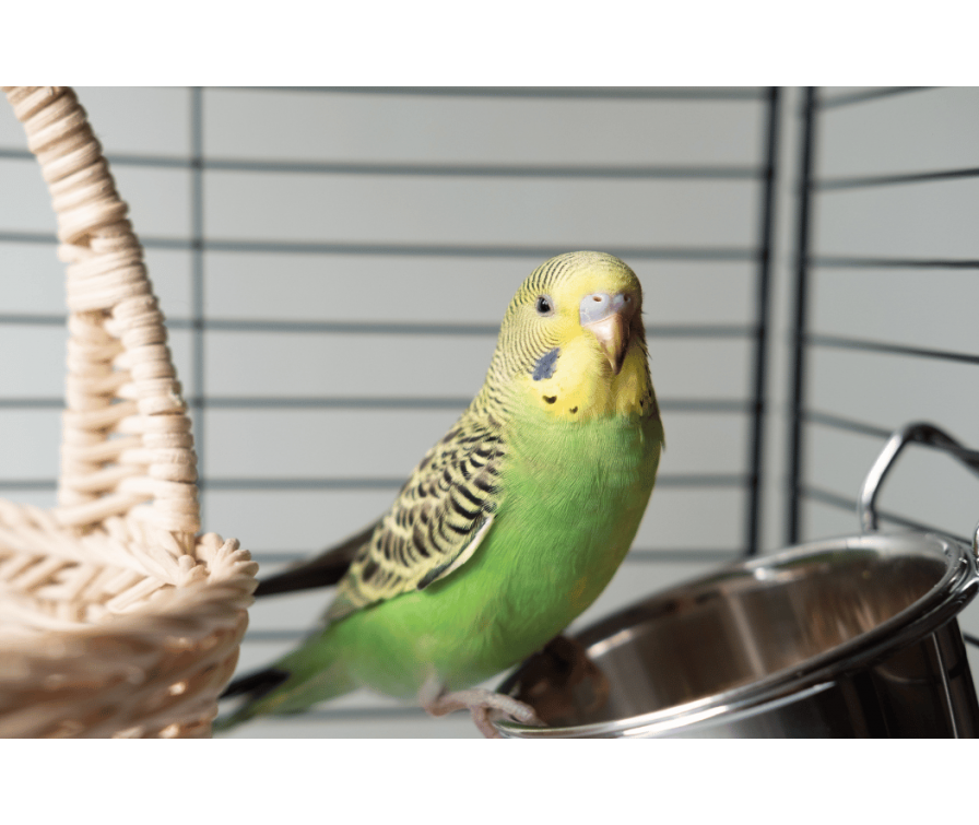 Co jedzą papużki faliste? Przewodnik po odpowiedniej diecie