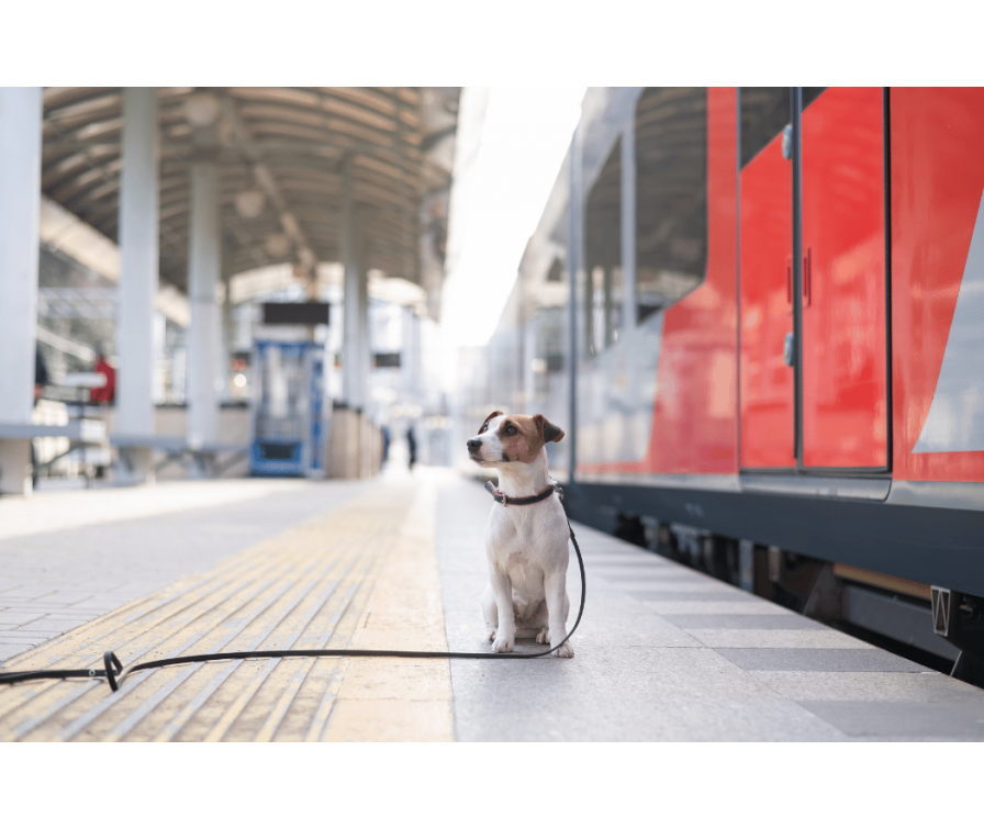 Pies w pociągu – co musisz wiedzieć podczas wspólnej podróży?