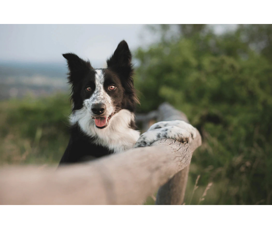 Dolina Chochołowska z psem – dowiedz się, czy to dozwolone