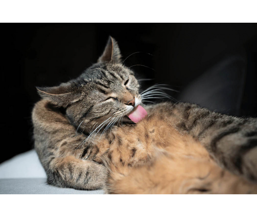 Kot wylizuje brzuch – kiedy zacząć się martwić?