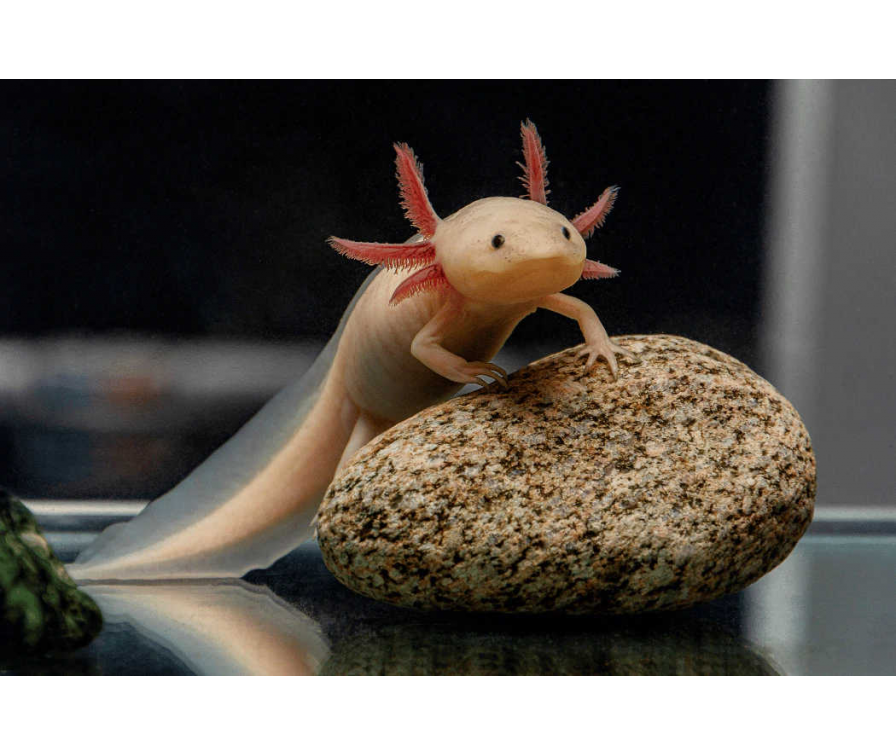 Co je aksolotl i jak często go karmić? Porady od ZooClick!