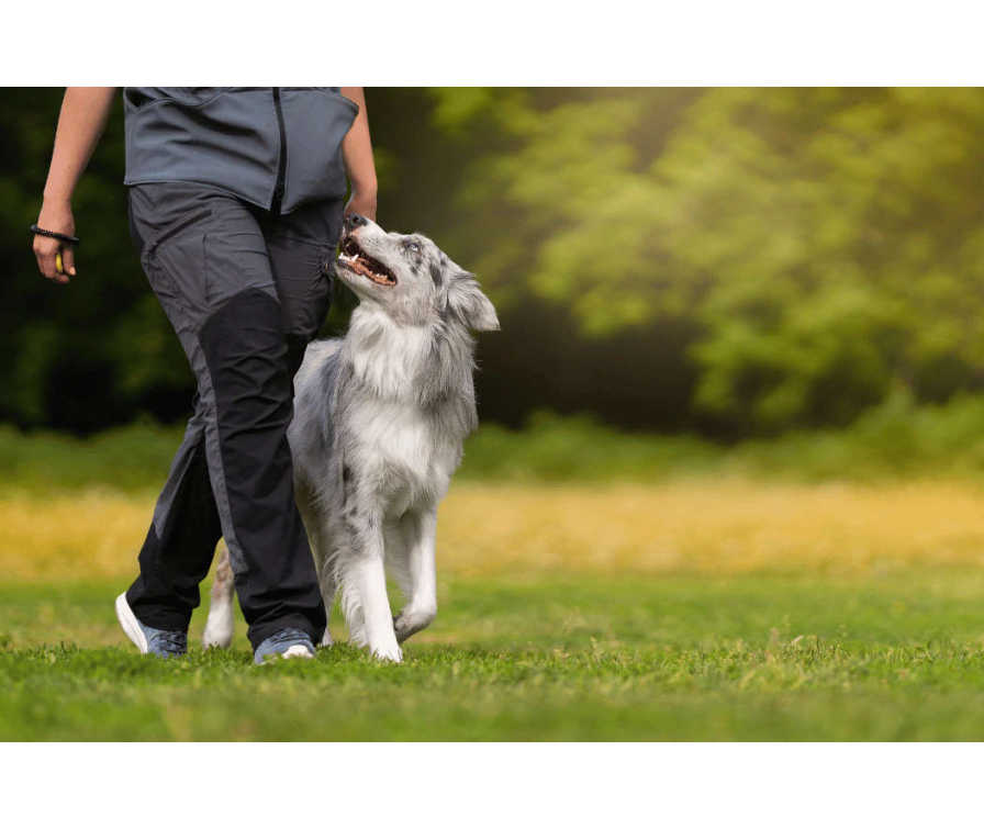 Jak nauczyć psa chodzić przy nodze? 3 proste kroki do posłuszeństwa i harmonii