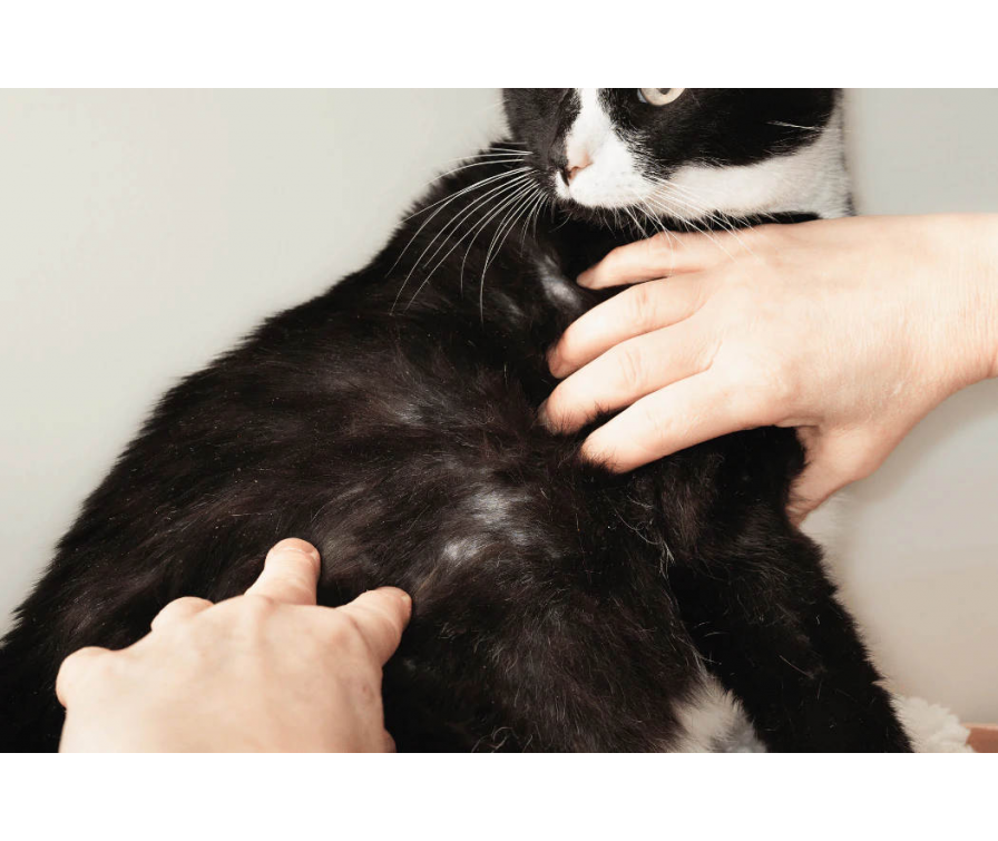 Dlaczego kot wygryza sobie sierść? Zrozum jego zachowanie