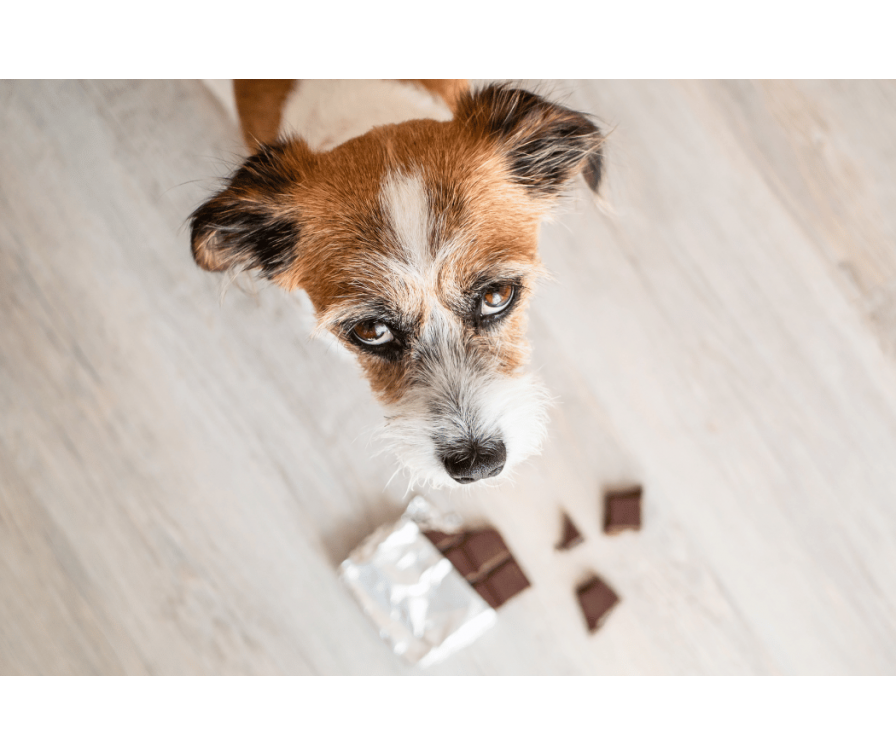 Czy pies może jeść czekoladę – prawdy i mity na ten temat
