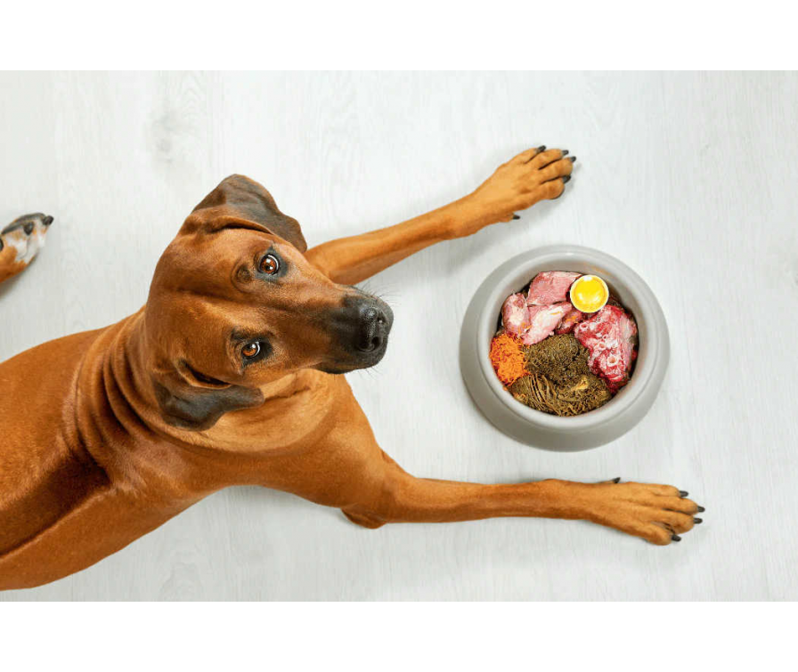 Karmienie BARF – czym się charakteryzuje? Sprawdź!