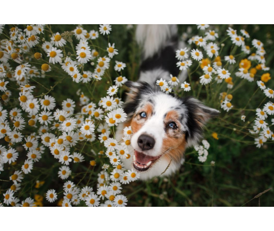 Sposoby na lśniącą sierść u psa