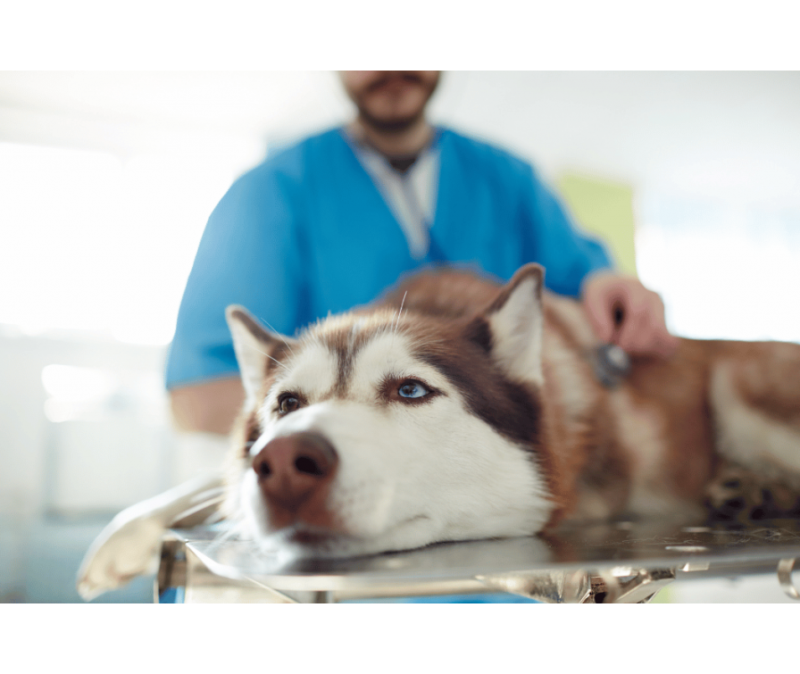 Borelioza u psów – co powinien wiedzieć opiekun?