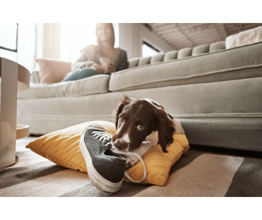 Ile trwa okres buntu u psa? Odpowiadamy!