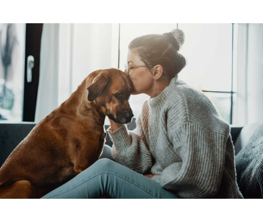 Choroba Aujeszkyego u psa – jak chronić pupila przed wirusem?