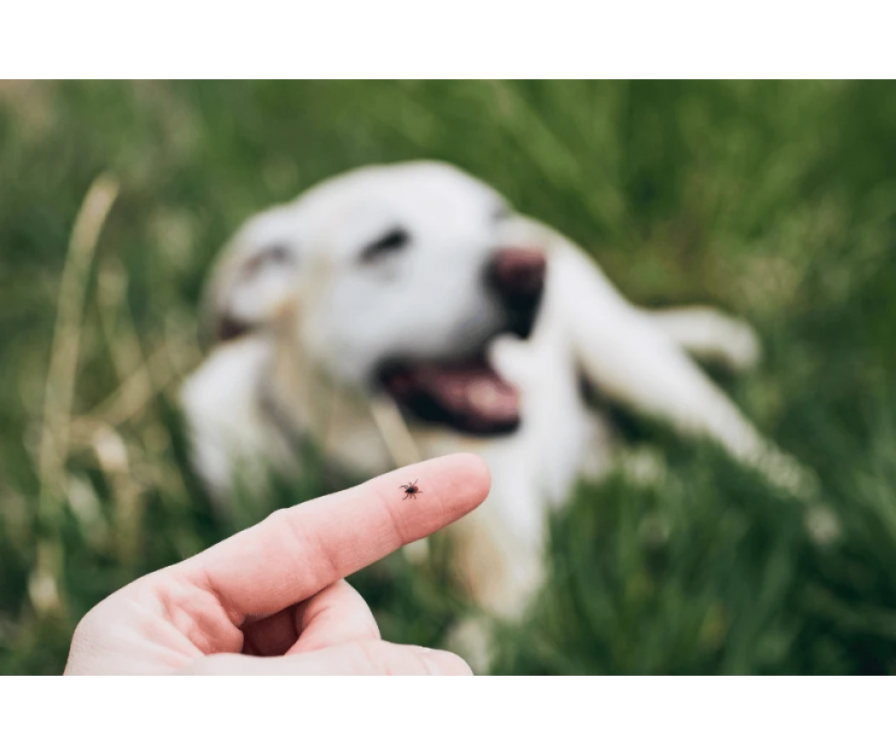 Dowiedz się, co na kleszcze dla psa – kilka sprawdzonych porad