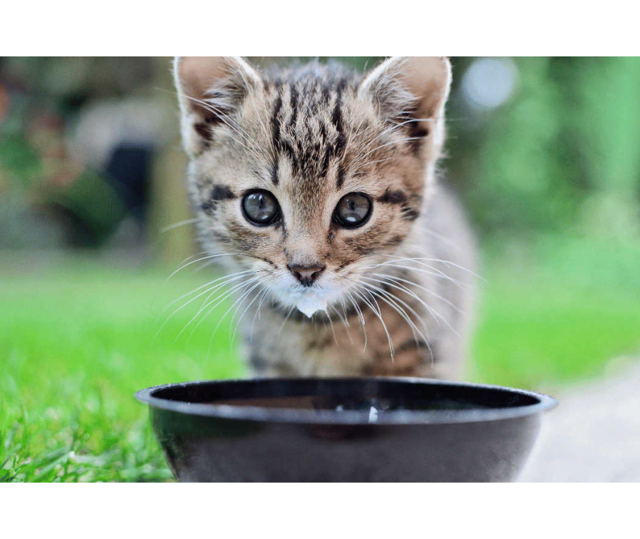 Czy kot może pić mleko? Obalamy najpopularniejszy mit!