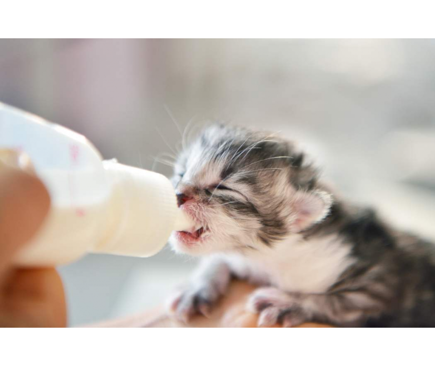 Mleko czy mięso? Wyjaśniamy, czym karmić kocięta