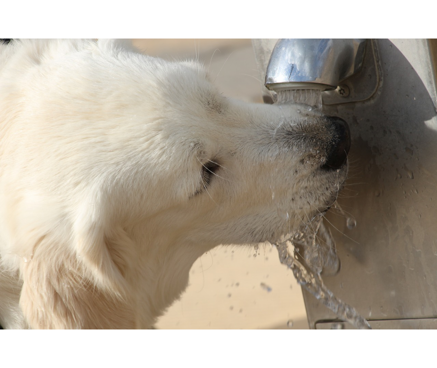 Biały pies pije wodę prosto z kranu.