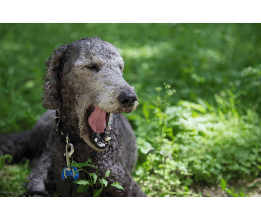 Dlaczego pies ziewa? Dowiedz się, czy pupil chce Ci coś przekazać