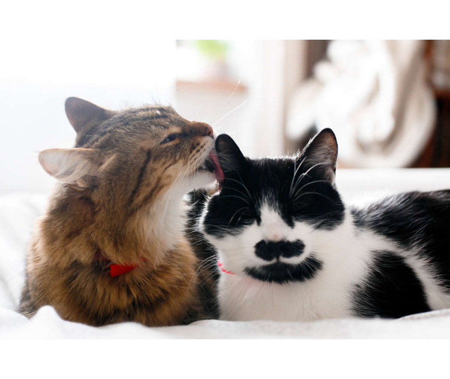 Drugi kot w domu? Sprawdź, jak zapoznać ze sobą mruczki