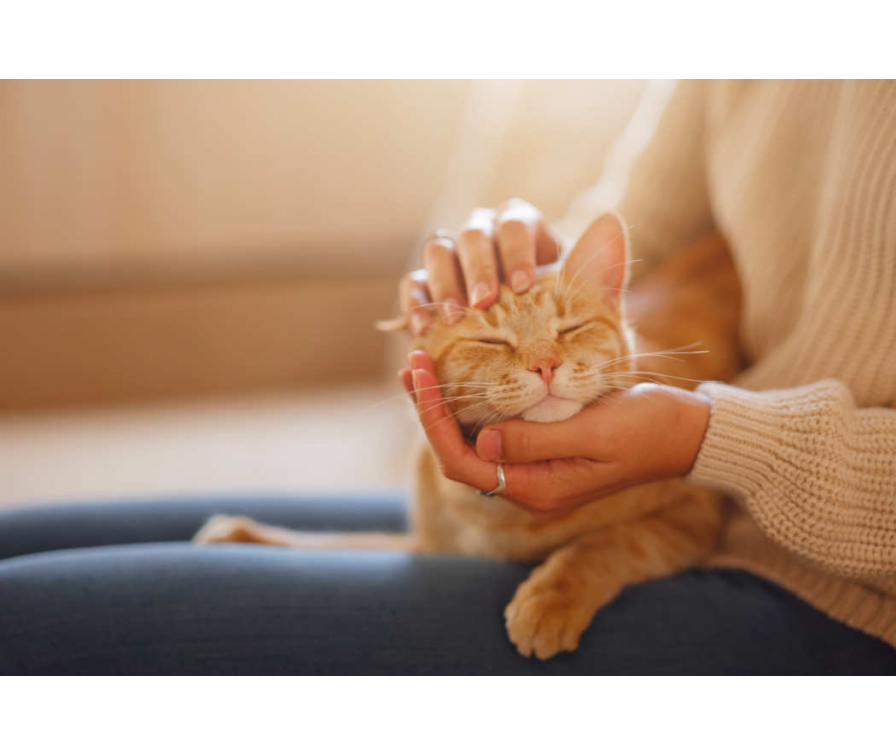 Gdzie głaskać kota? Poradnik dla początkujących kociarzy