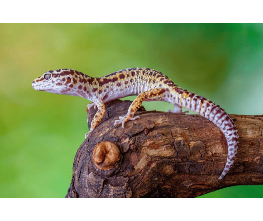 Gekon lamparci – terrarium, potrzeby i karmienie | Praktyczne porady