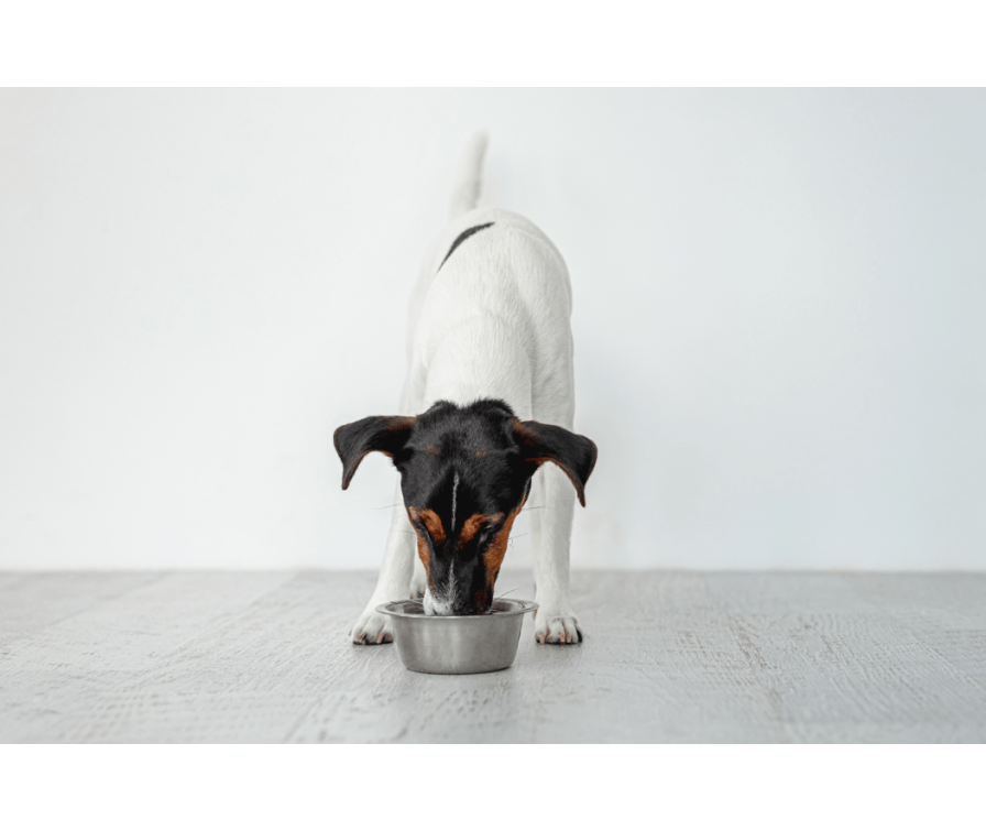 Ile razy dziennie karmić psa – prawidłowe porcjowanie