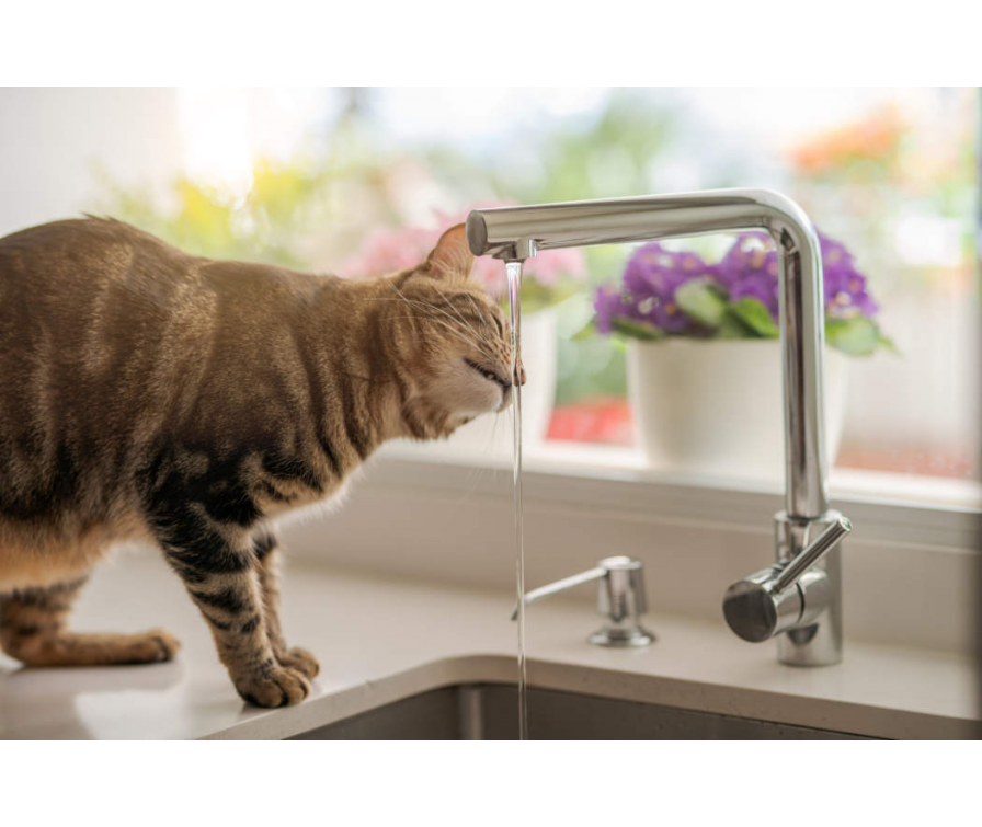 Ile i co powinien pić kot?