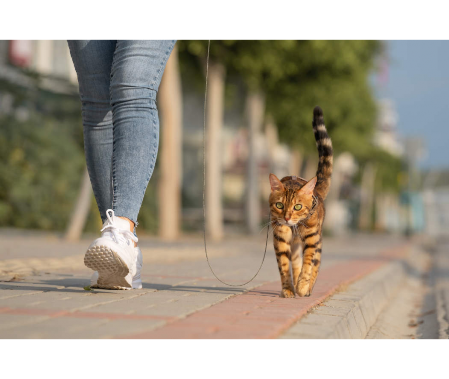 Jak nauczyć kota chodzić na smyczy? Złote zasady