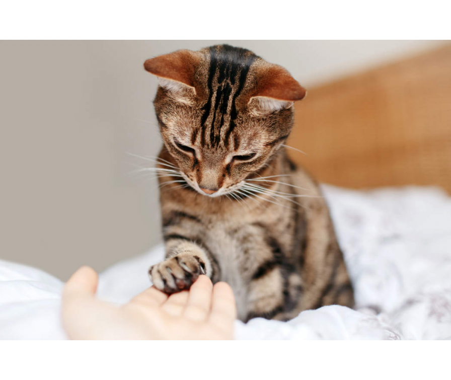 Jak nauczyć kota podawać łapę – poradnik krok po kroku