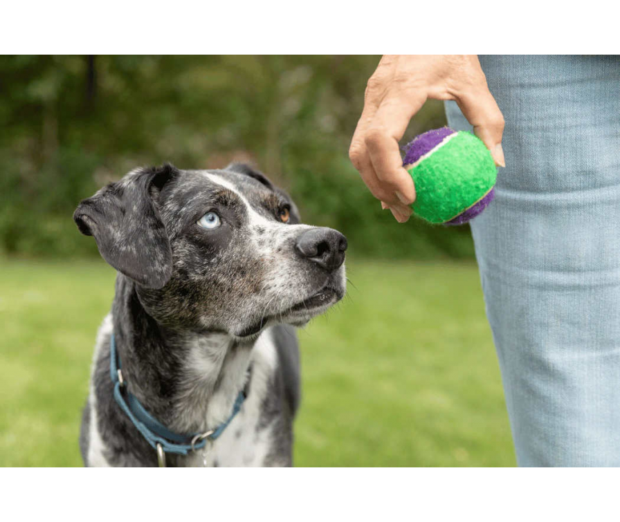 Jak nauczyć psa aportować, czyli zabawa i nauka w jednym!