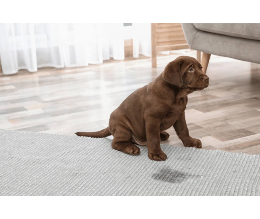 Jak nauczyć szczeniaka sikać na dworze? 4 sposoby