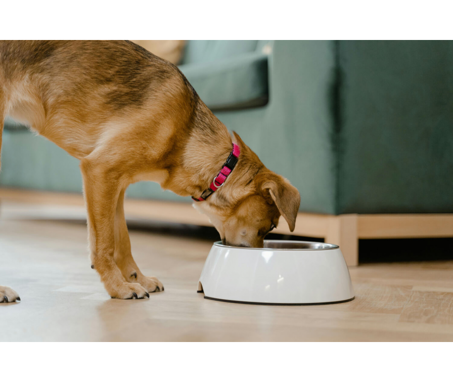 Błędy w karmieniu psa