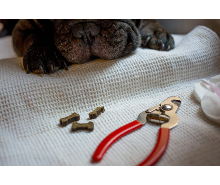 Jak obciąć czarne pazury u psa bez zranienia? Poradnik