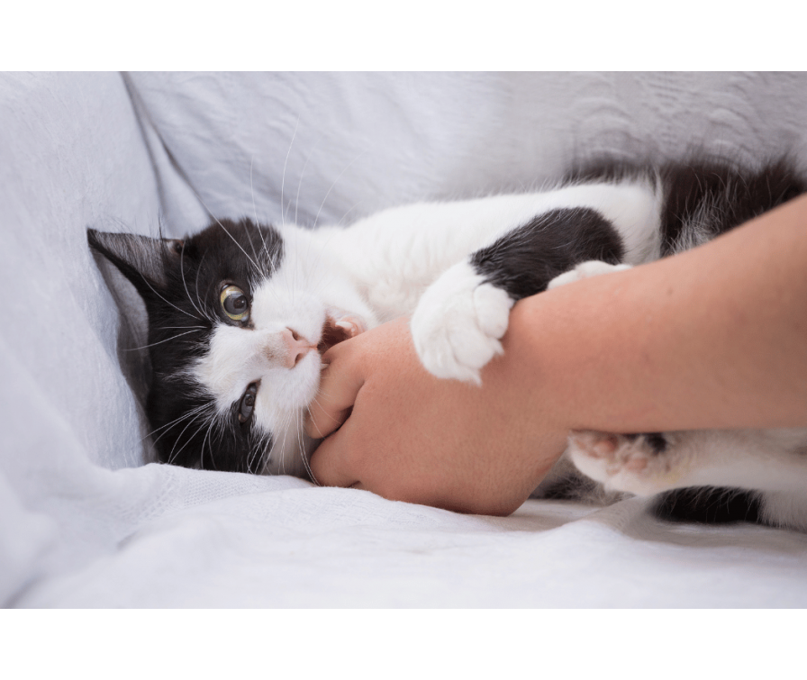 Dlaczego kot gryzie? Poznaj 9 najczęstszych przyczyn