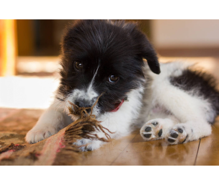 Jak oduczyć szczeniaka gryzienia? Poznaj skuteczne porady!