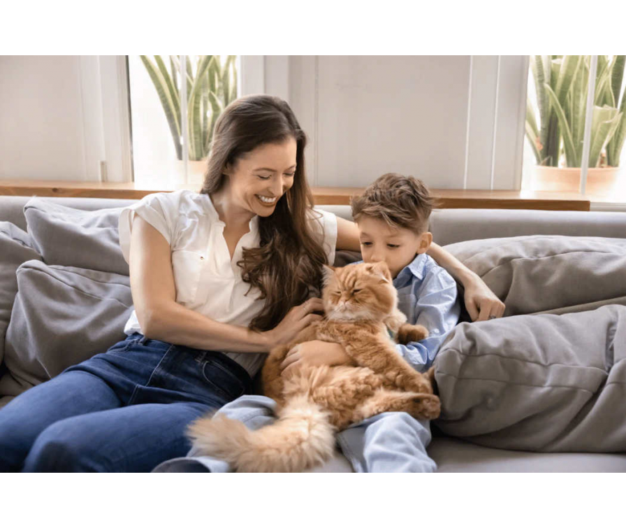 Jak wygląda adopcja kota ze schroniska? Przewodnik krok po kroku