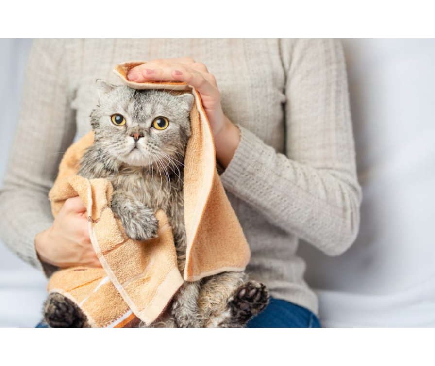 Jak wykąpać kota bez stresu – sprawdzone sposoby od ZooClick