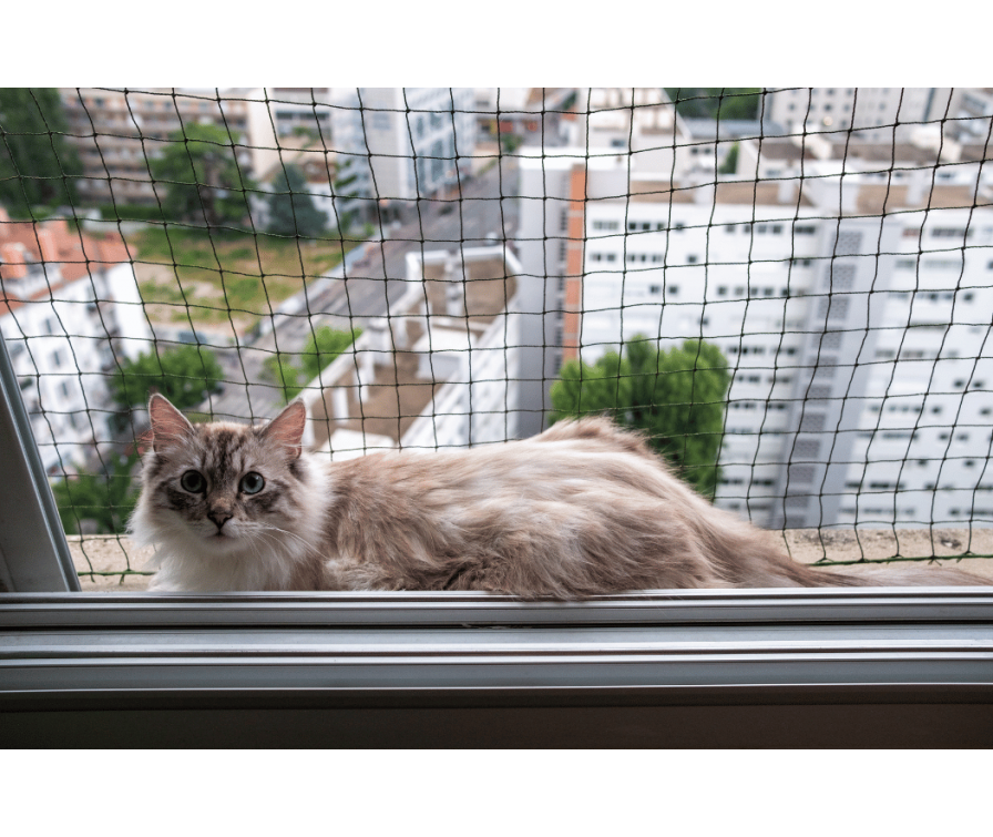 Jak zabezpieczyć okno przed kotem? Kompletny poradnik DIY