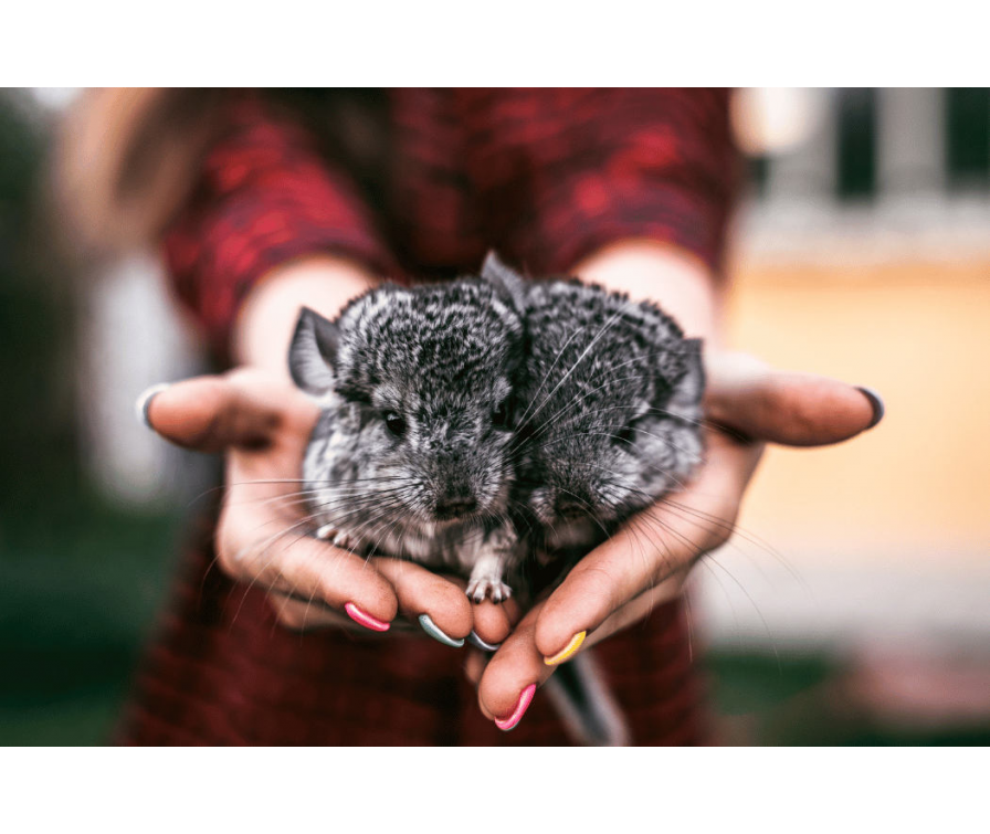 Jaka klatka dla szynszyla – wybierz idealną w 3 krokach!