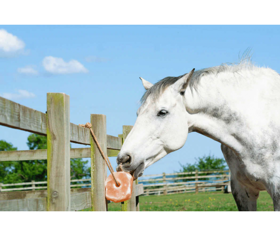 Jaka lizawka dla konia – solna, mineralna czy smakowa?