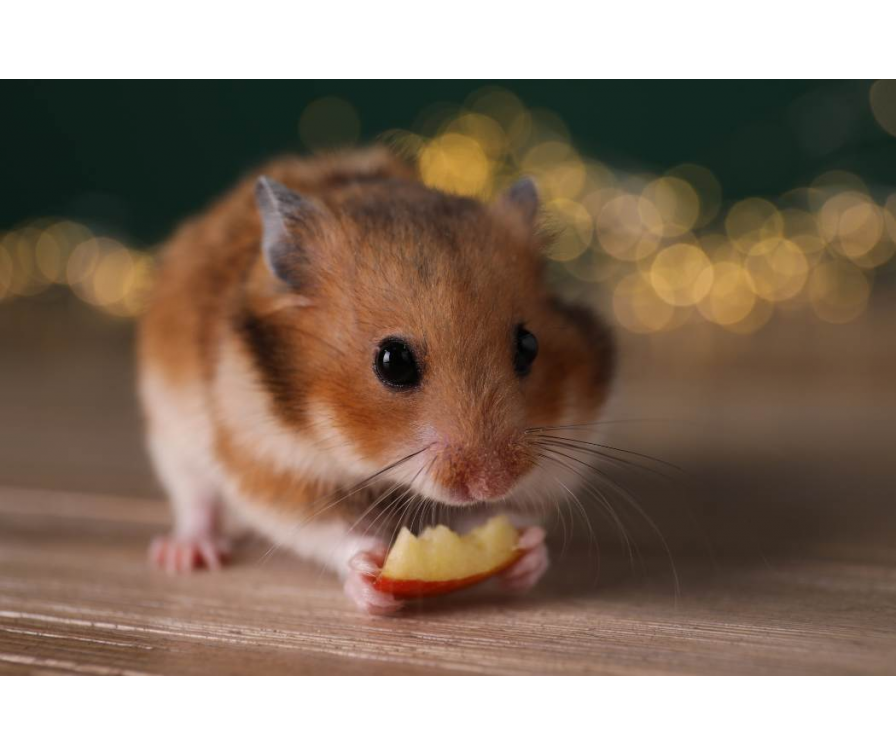 Jabłko i gruszka? Sprawdź, jakie owoce mogą jeść chomiki