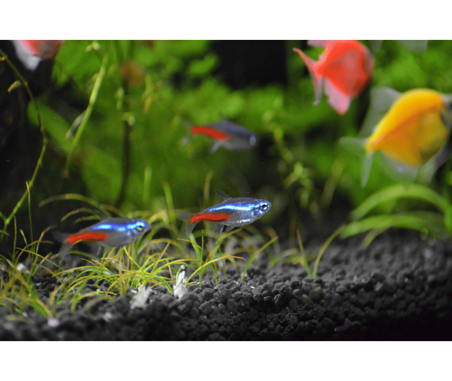 Jakie rybki z neonkami, aby uniknąć agresji i chorób?