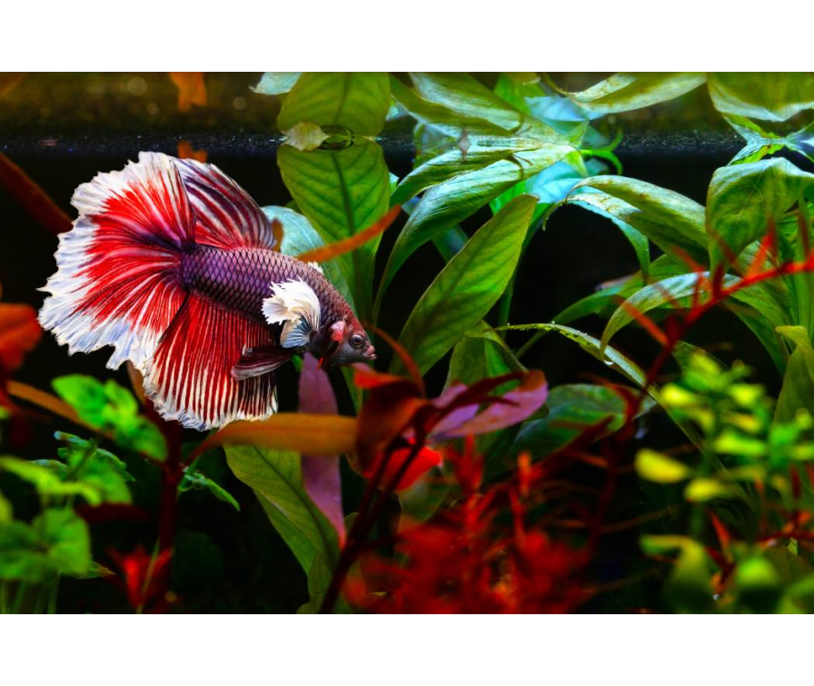 Jakie ryby toleruje bojownik? Unikaj tych popularnych błędów!