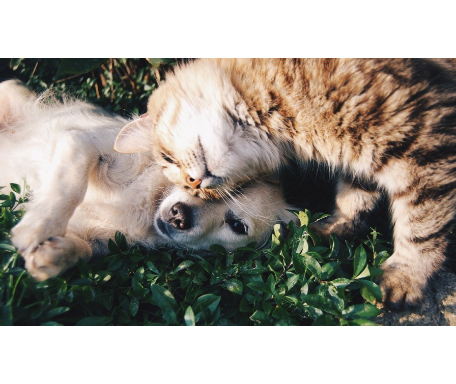 Pies z kotem przytulają się do siebie leżąc na trawie.