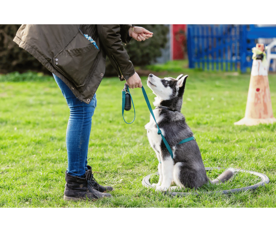 Kiedy zacząć szkolić szczeniaka – poradnik dla świeżych opiekunów
