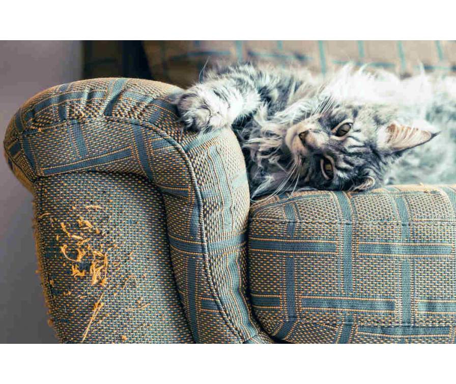 Kot drapie meble? Zrozum jego potrzeby, a rozwiążesz problem