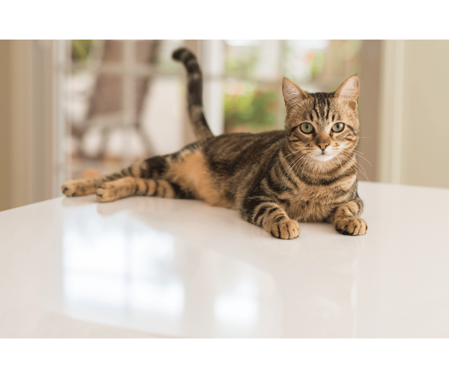 Dlaczego kot macha ogonem? Przewodnik po kocich emocjach