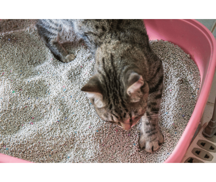 Dlaczego kot sika poza kuwetę? Poznaj możliwe przyczyny