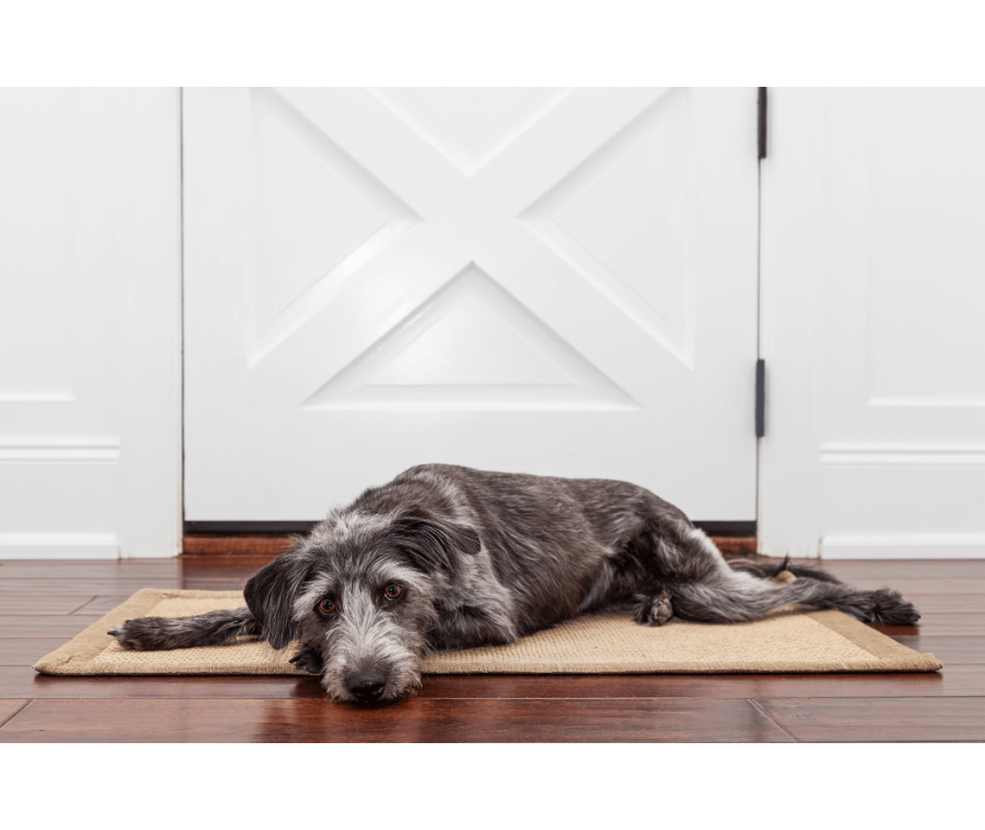 Dowiedz się, czym jest lęk separacyjny u psa oraz jak mu zaradzić