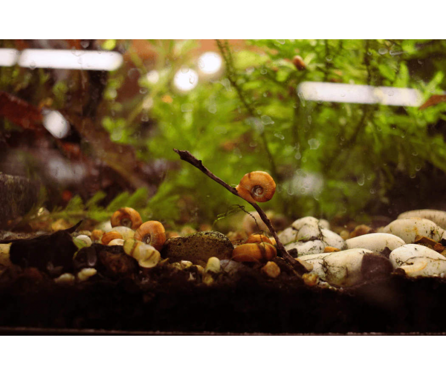 Małe, białe ślimaki w akwarium – czy to szkodniki? Odpowiadamy!