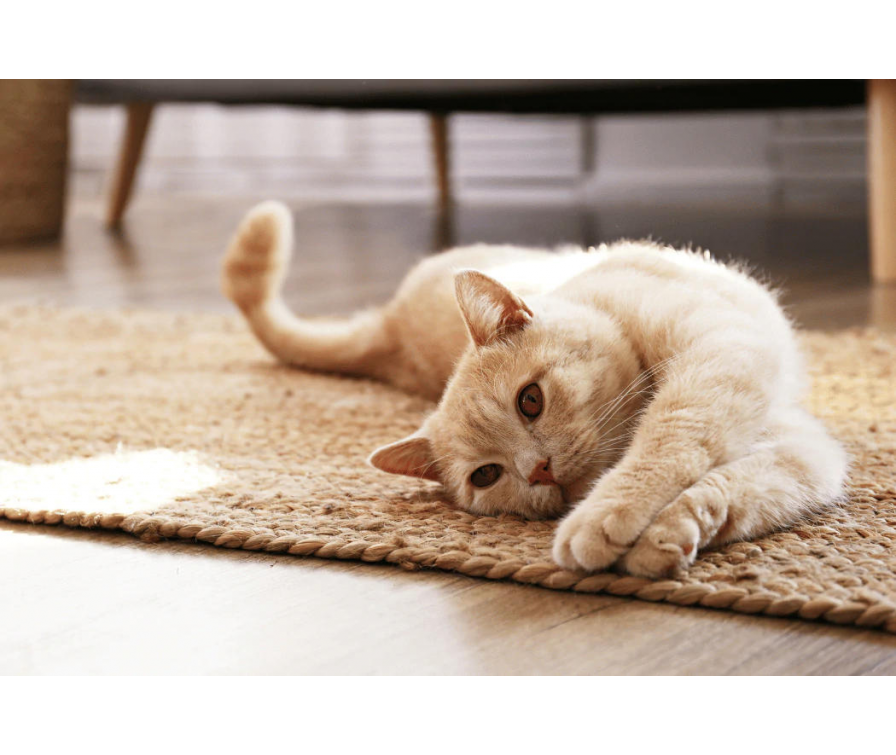 Co zdradza mowa ciała kota? Odkryj sekrety kociej komunikacji