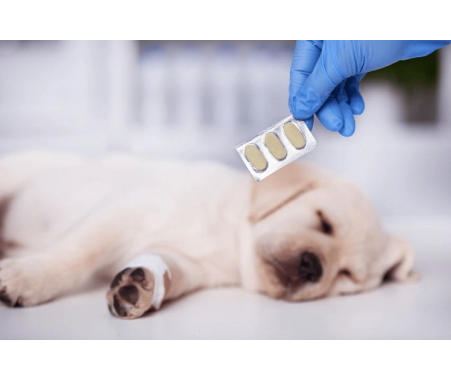 Odrobaczenie szczeniaka – kiedy je przeprowadzić?