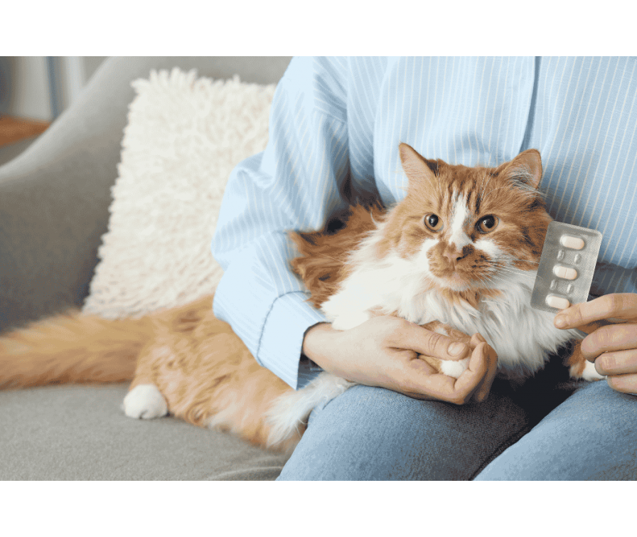 Odrobaczanie kota niewychodzącego – czy jest konieczne?