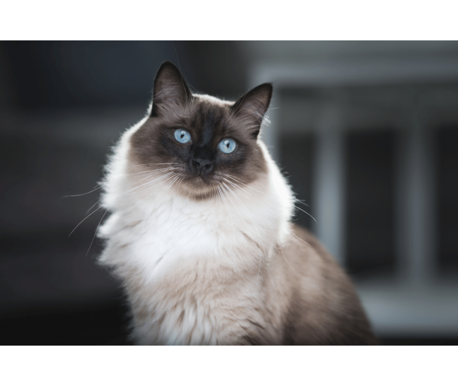 Ragdoll – wszystko, co musisz wiedzieć o tej rasie kota
